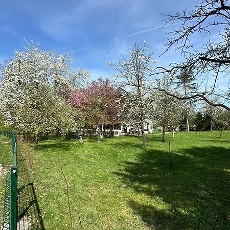 Esterer グレーディヒ