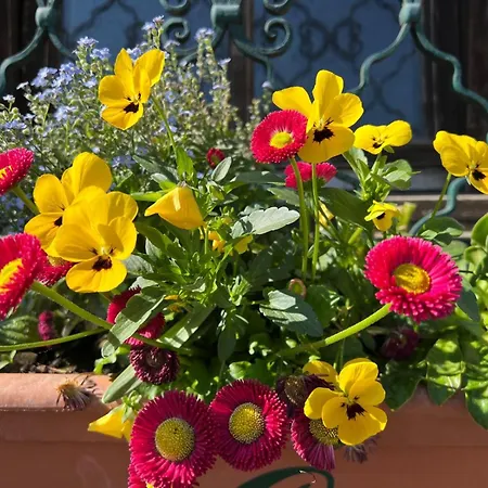 Esterer ゲストハウス